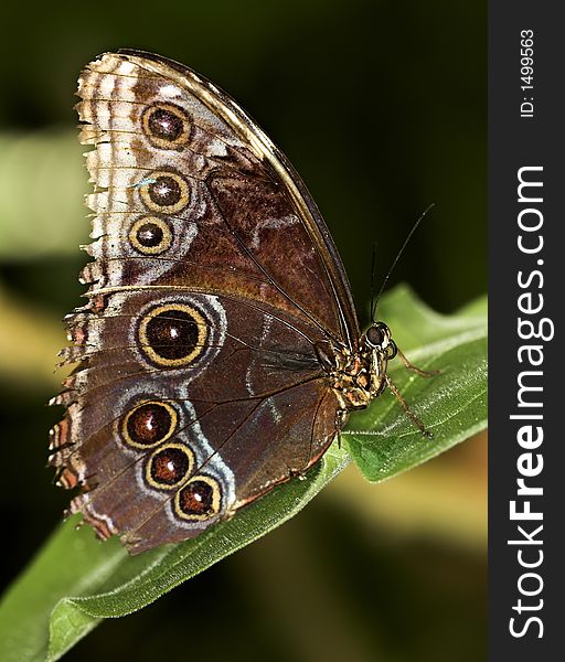 Common blue morpho