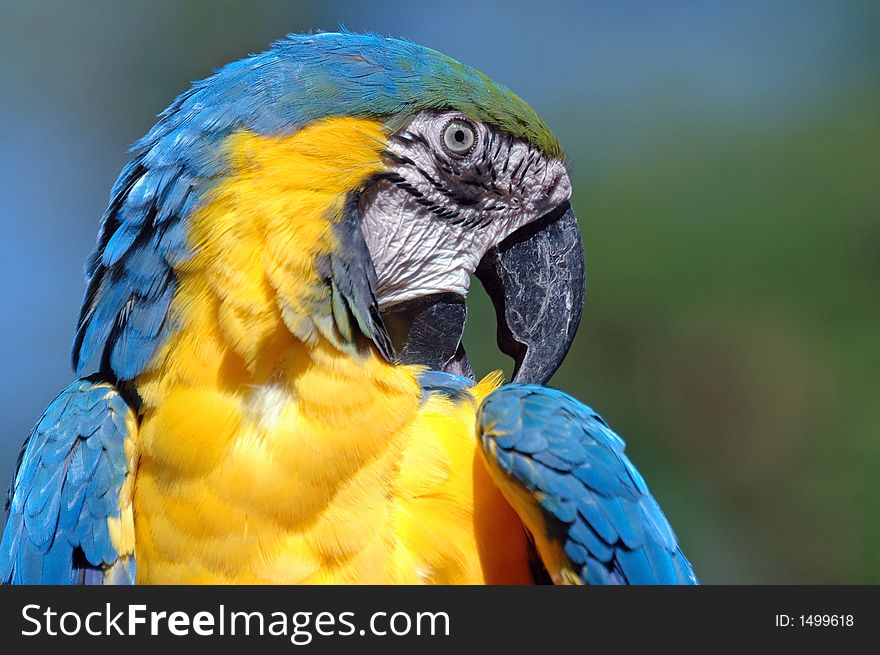 A Macaw (parrot). A very beautiful and clever pet.