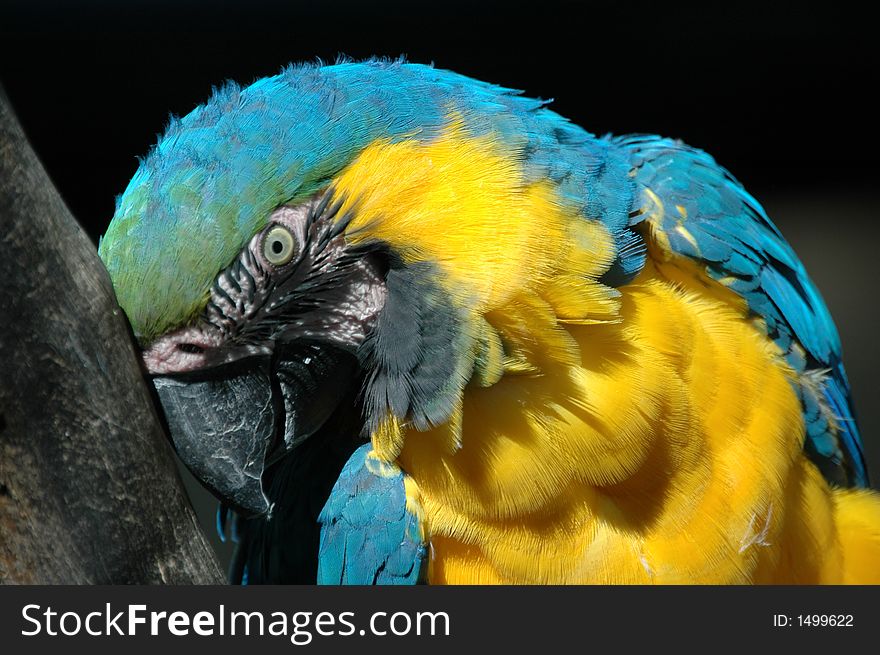 A Macaw parrot scratching its head against a branch.