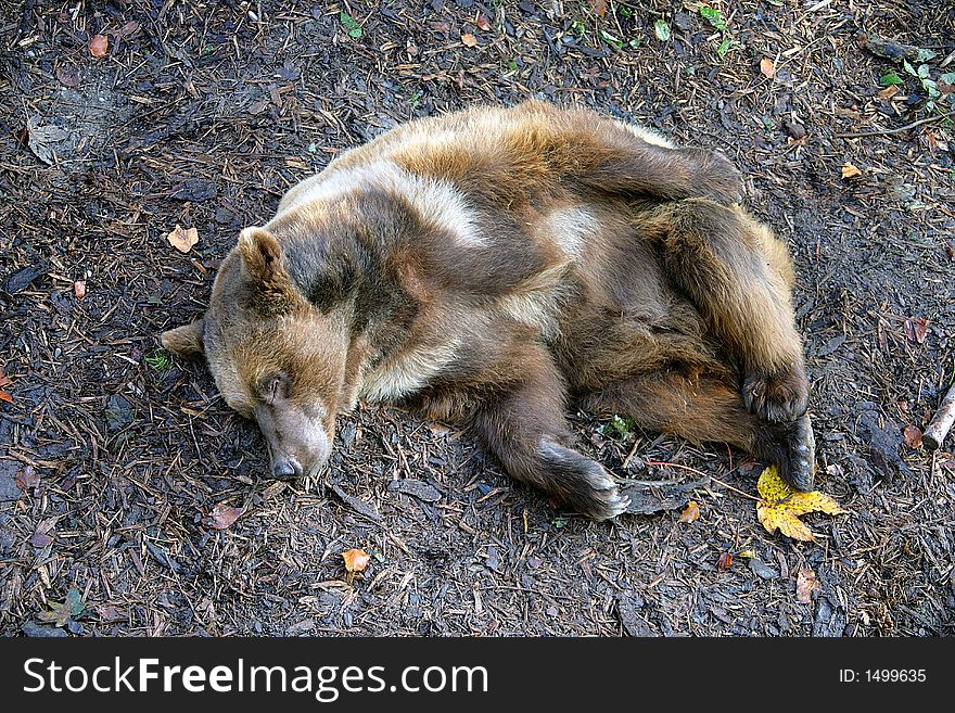 Bears in Their Enclosure. Bern, Switzerland. Bears in Their Enclosure. Bern, Switzerland.