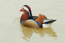 Colorful Duck Royalty Free Stock Images