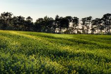 Canola Field At Sunset Royalty Free Stock Image Canola Field At Sunset Royalty Free Stock Image