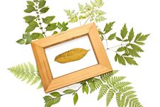 Dried Leaf In A Frame Royalty Free Stock Photo
