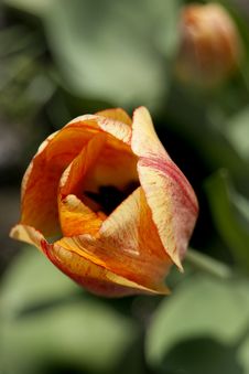 Spring Tulip Royalty Free Stock Photos