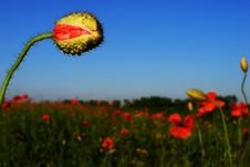 Poppy S Field, Blue Sky And Green Grass Stock Photo Poppy S Field, Blue Sky And Green Grass Stock Photo