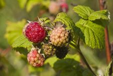 Ripe And Unripe Raspberries Royalty Free Stock Photography Ripe And Unripe Raspberries Royalty Free Stock Photography