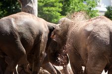 Indian Elephants Royalty Free Stock Images Indian Elephants Royalty Free Stock Images