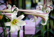 Lily Flowers Stock Image Lily Flowers Stock Image