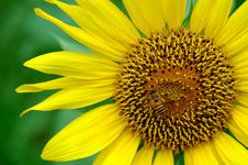 Sunflower Royalty Free Stock Photography Sunflower Royalty Free Stock Photography