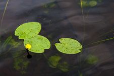 Water Lily. Royalty Free Stock Image Water Lily. Royalty Free Stock Image