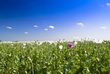 Opium Poppy Stock Photos Opium Poppy Stock Photos