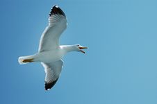 Sea Gull In Flight On A Blue Sky Royalty Free Stock Image