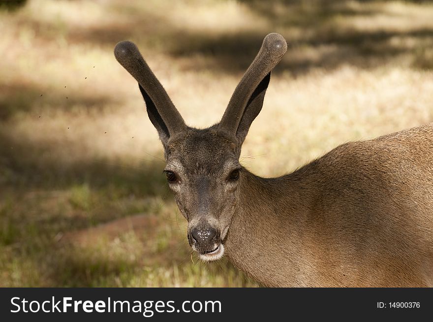 Closeup of a male Californian Black-tailed deer with insects flying around his head