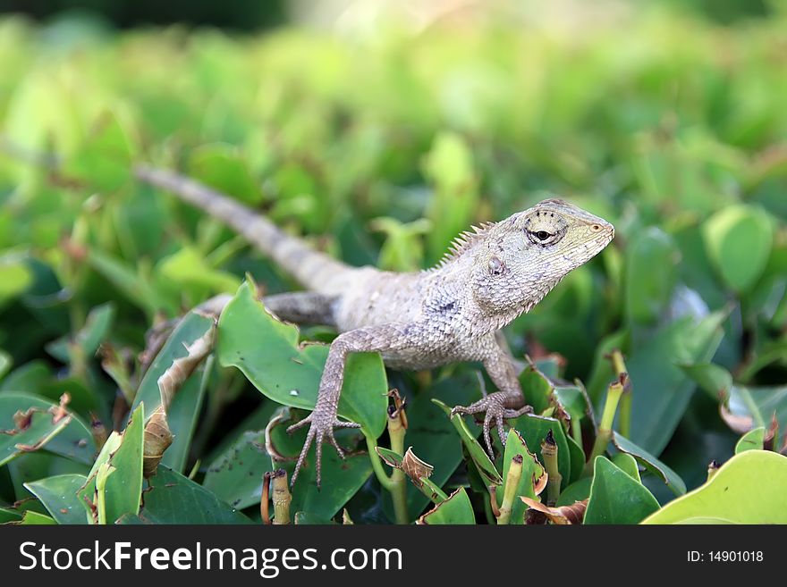 Small lizards in the zoo