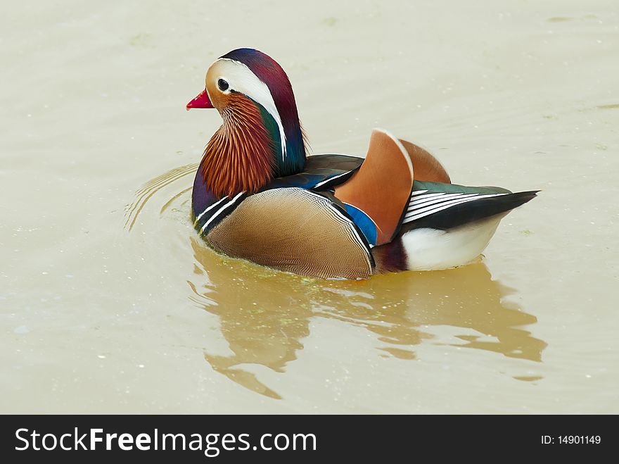 Colorful duck calmly swimming on lake