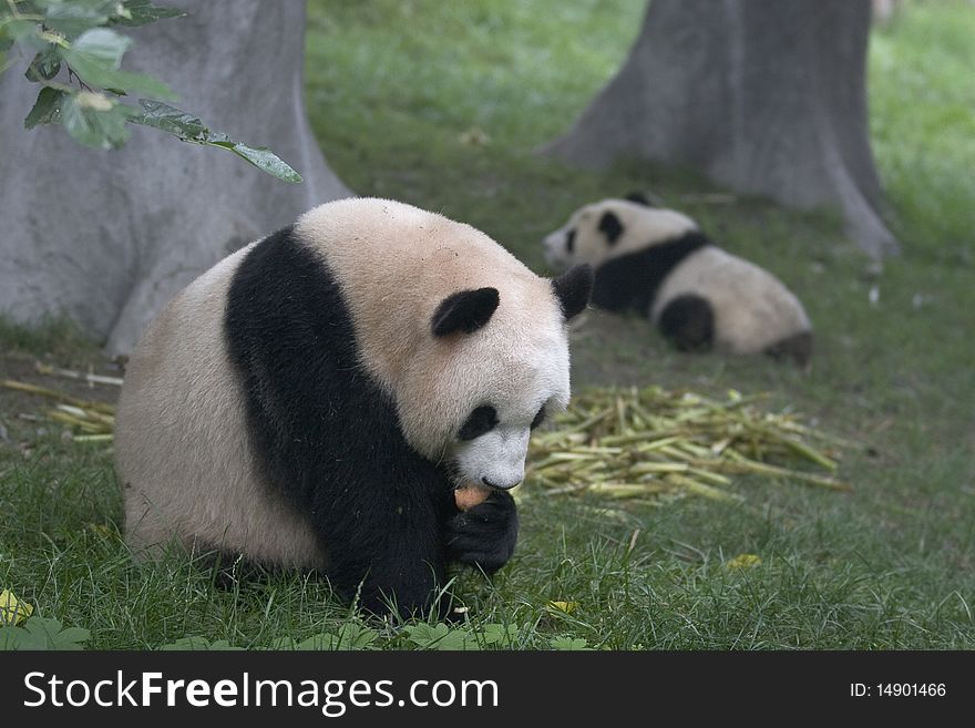 While an adult panda is eating an apple a cub panda is playing. While an adult panda is eating an apple a cub panda is playing.