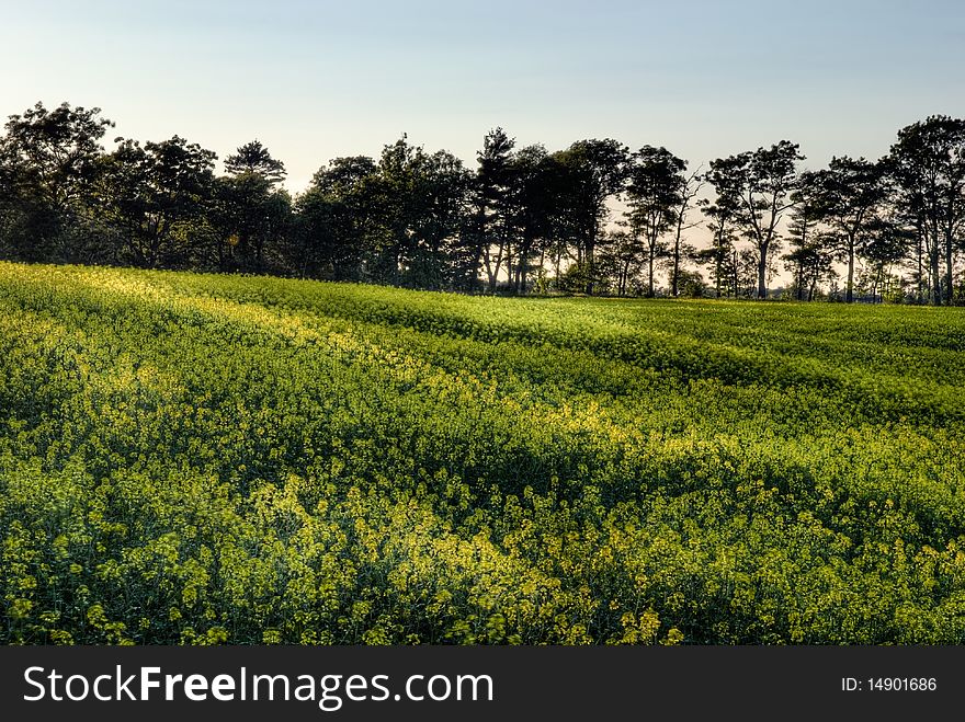 Canola field at sunset