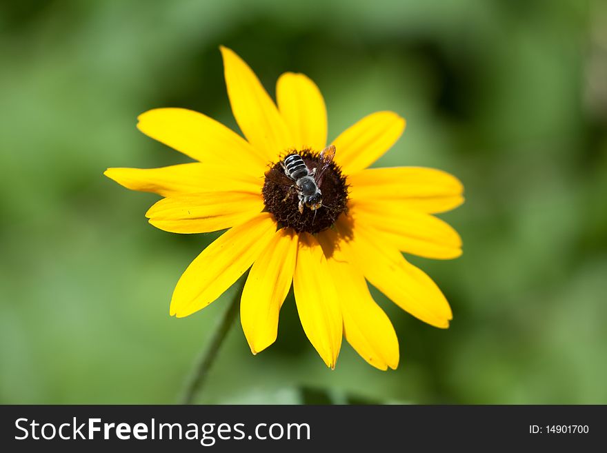 Close up of a black eyed susan flower with a bee in the center. Close up of a black eyed susan flower with a bee in the center