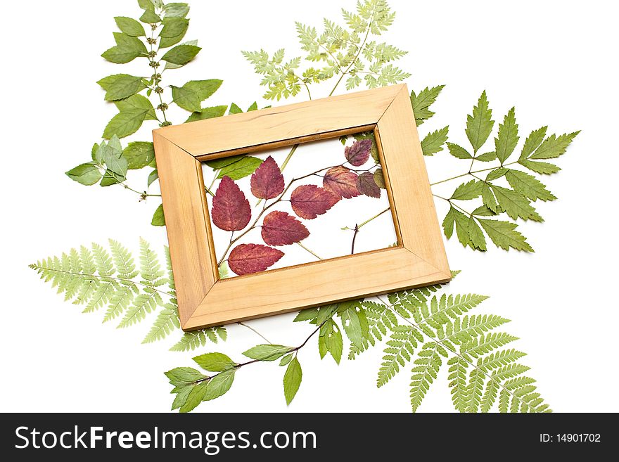 The dried plants and frame on a white background.