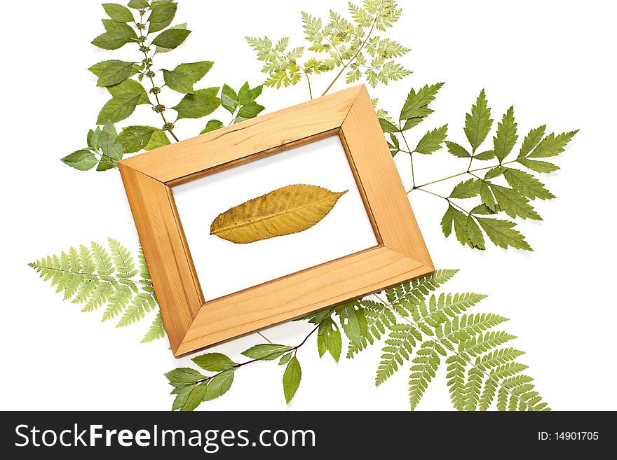 Dried leaf in a frame on a natural background