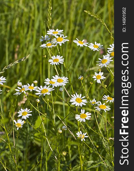 Oxeye daisy flowers in grass