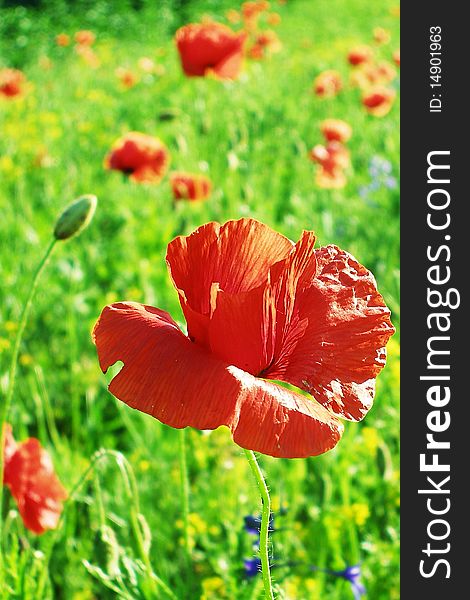 Poppies flowers red plants nature. Poppies flowers red plants nature