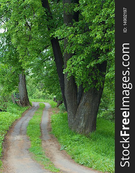 Dirt road and green trees with juicy leaves. Dirt road and green trees with juicy leaves