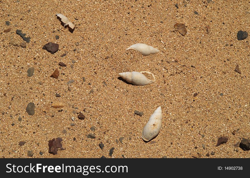 Sand and semi fossilized shells, Cape Reinga, New Zealand