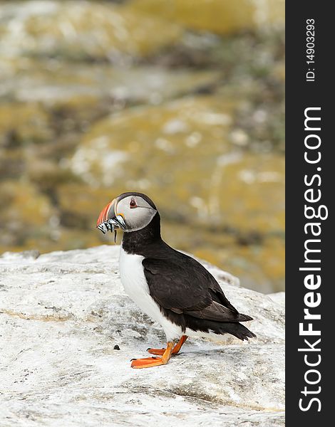Puffin with fish in its beak on a rock