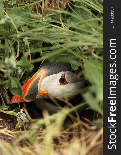 Puffin Hiding In Its Burrow