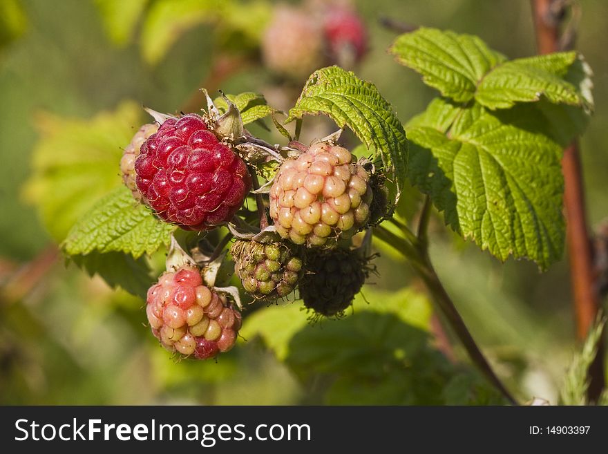 Ripe and unripe raspberries and leaves on branch