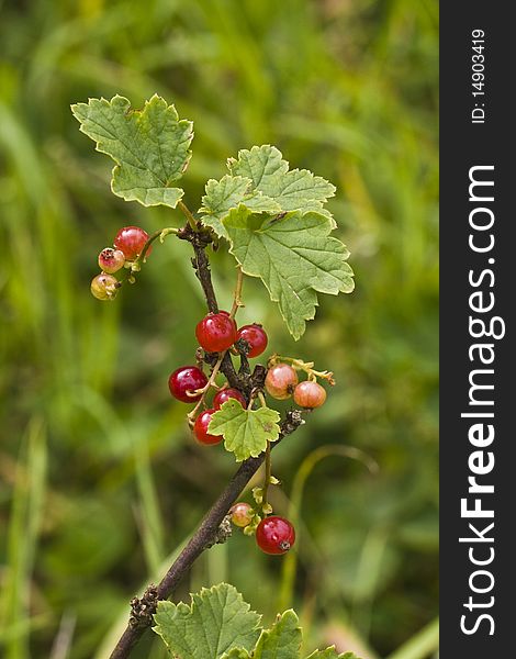 Ripe and unripe red currants and leaves on branch