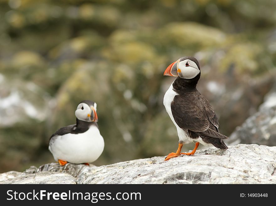 Animals: Puffins on a rock