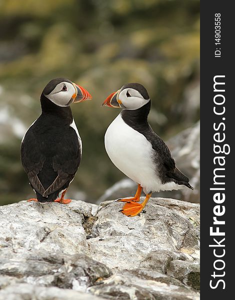 Puffins On A Rock