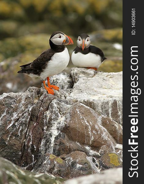 Animals: Puffins on a rock