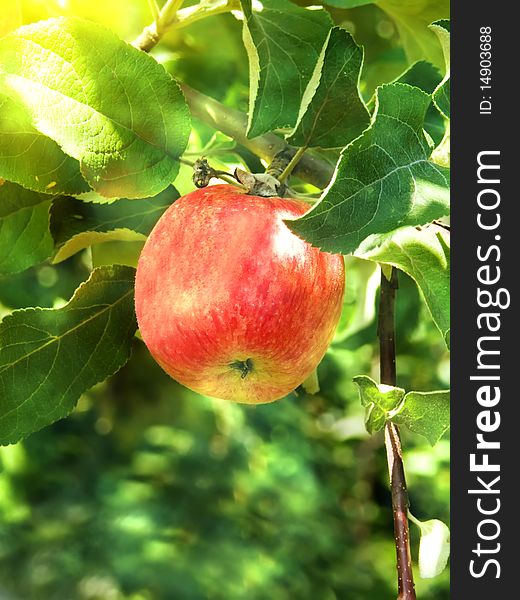 Red ripening on a tree branch in a garden in beams of the bright solar. Red ripening on a tree branch in a garden in beams of the bright solar