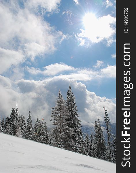 White winter fur-trees on a hillside in a landscape under the  blue sky. White winter fur-trees on a hillside in a landscape under the  blue sky.