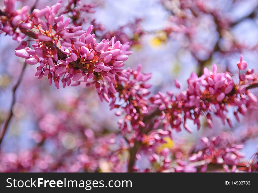 Beautiful Pink Flower Blossom in spring garden