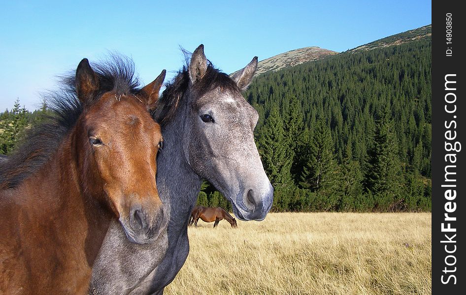 Two young stallions on a mountain summer slope