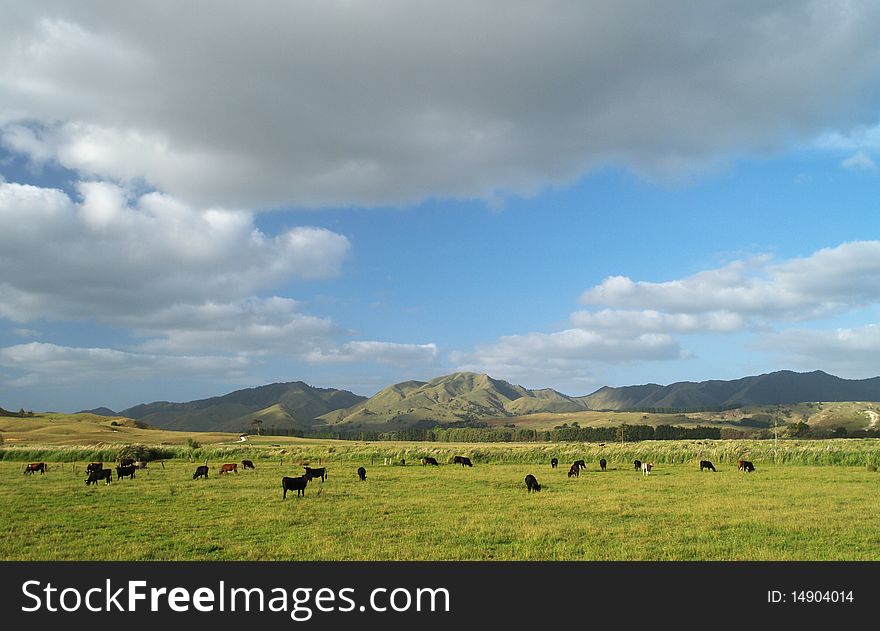 Far North landscape, New Zealand, grazing cows, rural scenery. Far North landscape, New Zealand, grazing cows, rural scenery