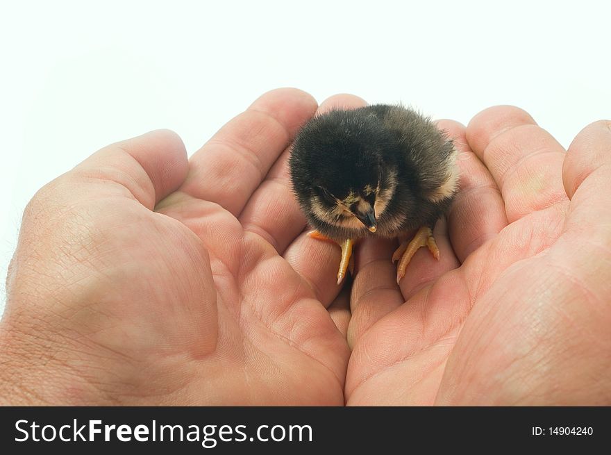 Chicken on the man`s hands. Chicken on the man`s hands.