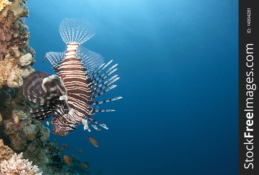 Lion Fish Swimming Upside Down