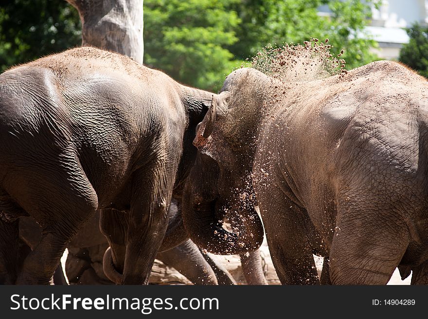 Two asian elephants at zoo. Two asian elephants at zoo