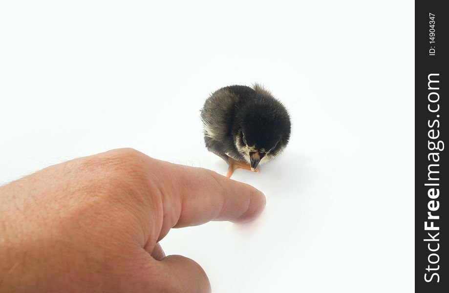 Finger and the small chicken.