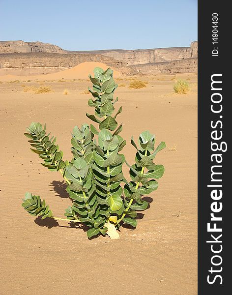 Plant in the desert of Libya, in Africa. Plant in the desert of Libya, in Africa