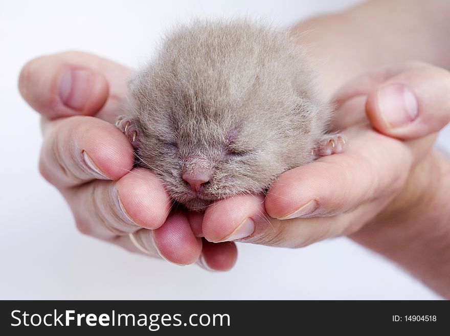 New-born kitten sleeping on men's hands isolated on white background