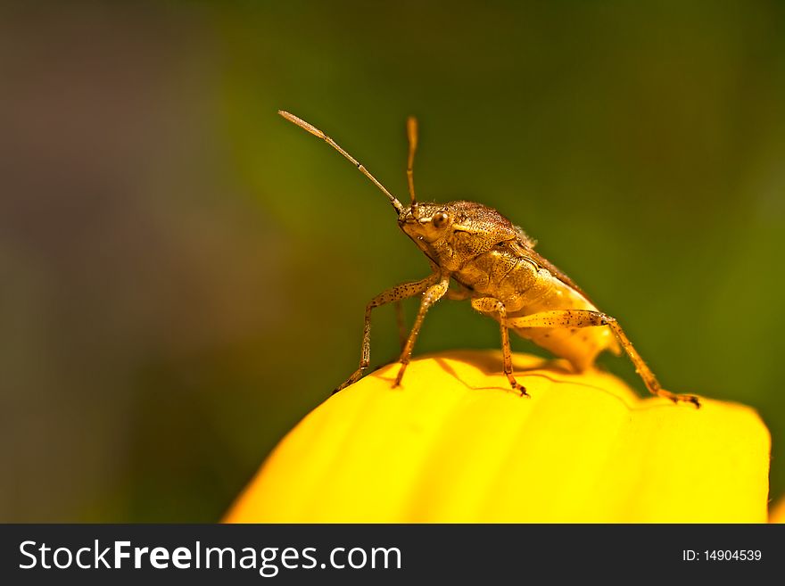 The photo shows a small beetle, sitting on yellow flower petals. Diagonal composition frame. Macro. The photo shows a small beetle, sitting on yellow flower petals. Diagonal composition frame. Macro...