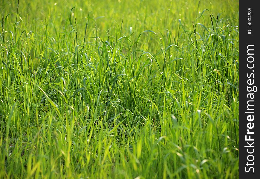 Color photo of a field with grass. Color photo of a field with grass