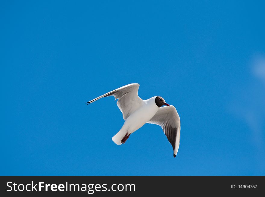 Seagull flying about in air and blue sky