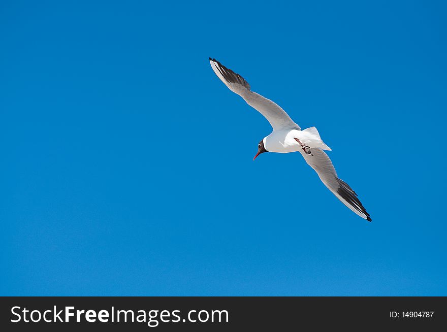 Seagull flying about in air and blue sky